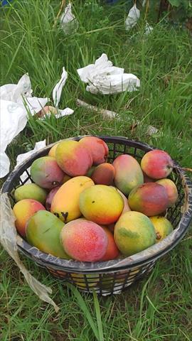 芒果 產品圖片（產品編號 552358）
