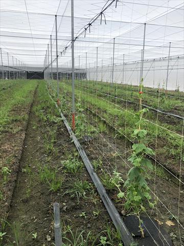 苦瓜 產品圖片（產品編號 552809）
