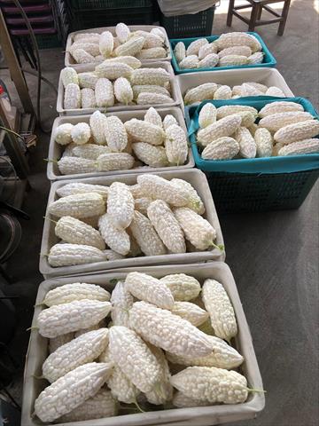 苦瓜 產品圖片（圖片編號 754804）