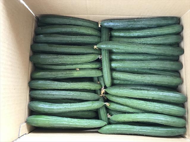 小黃瓜(花胡瓜) 產品圖片（產品編號 553032）