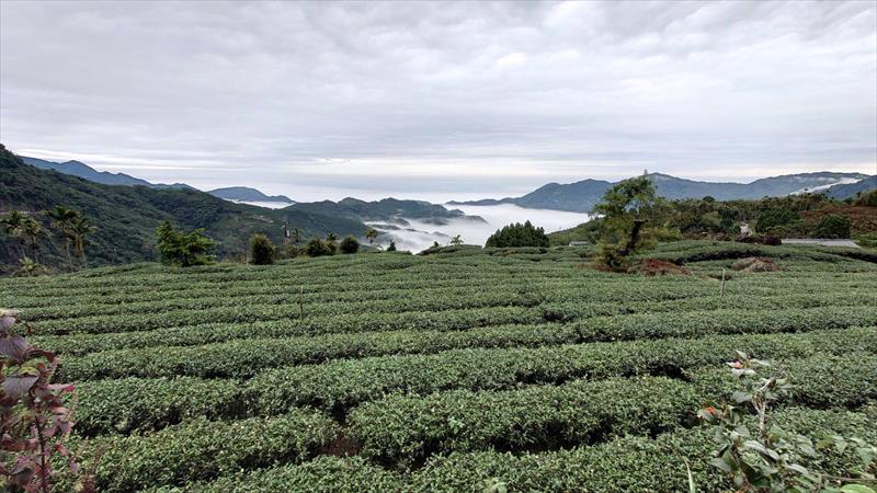 茶製品-茶 產品圖片（圖片編號 755117）