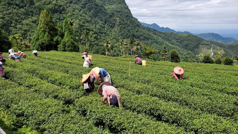 茶製品-茶 產品圖片（圖片編號 755118）