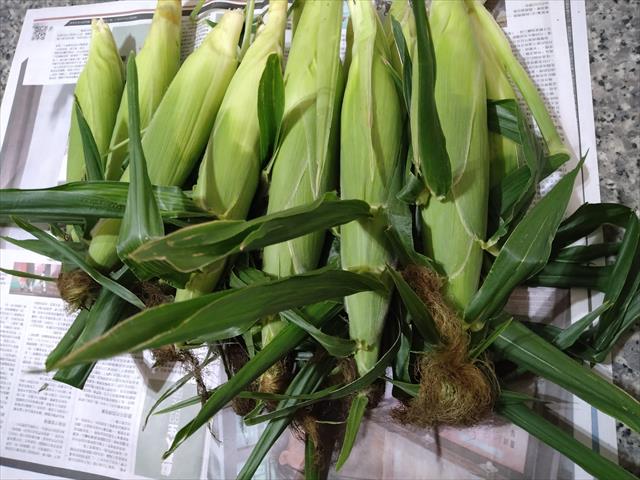 食用玉米(含玉米筍) 產品圖片（圖片編號 755727）