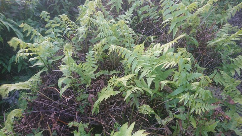 過溝菜蕨 產品圖片（圖片編號 755730）