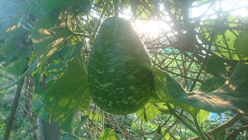 扁蒲 產品圖片（圖片編號 755733）