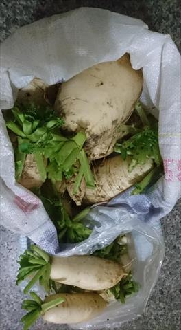 蘿蔔(白蘿蔔,菜頭) 產品圖片（圖片編號 755736）