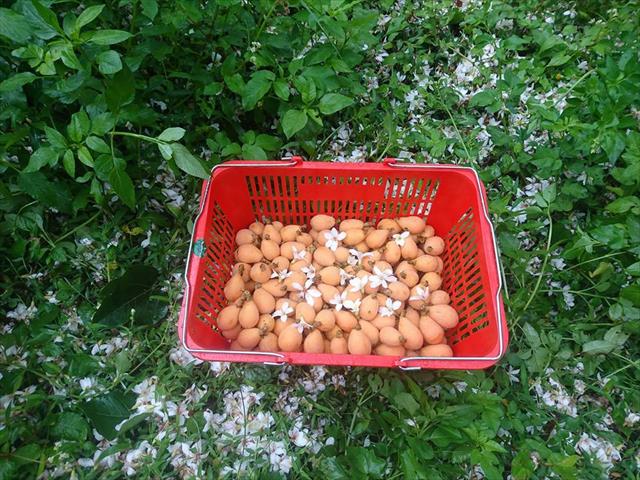 枇杷 產品圖片（圖片編號 755743）