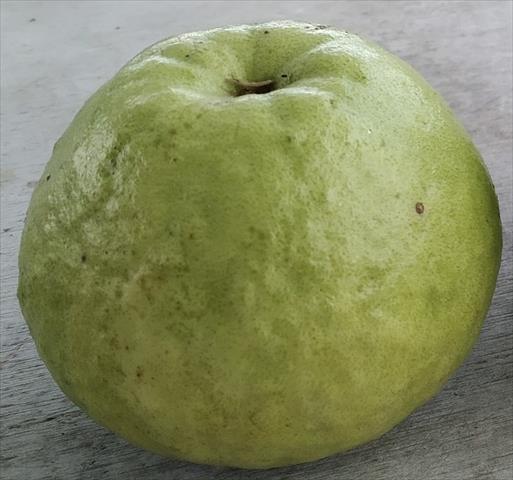 番石榴(芭樂) 產品圖片（產品編號 553963）