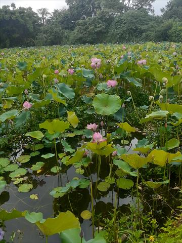 蓮蓬(含蓮子等) 產品圖片（產品編號 554317）