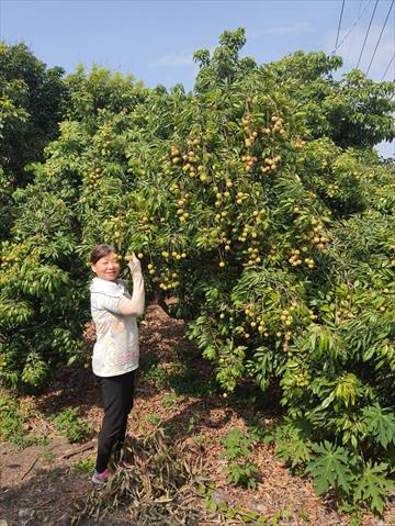 番石榴(芭樂) 產品圖片（圖片編號 756377）
