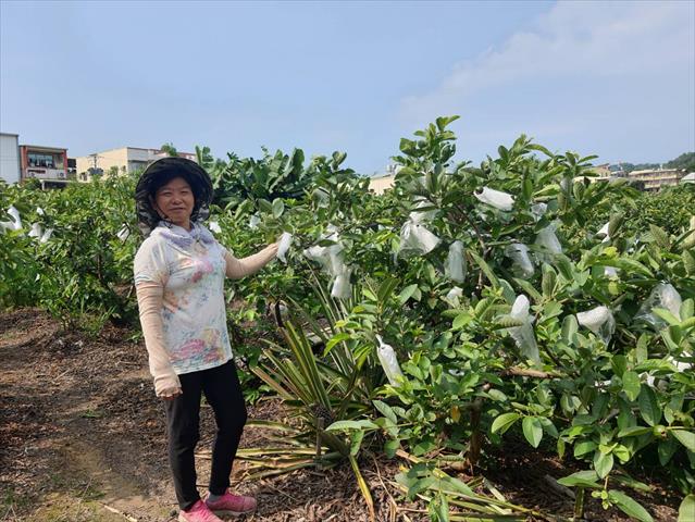 番石榴(芭樂) 產品圖片（產品編號 554381）