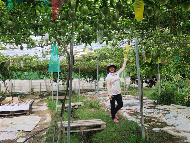 番石榴(芭樂) 產品圖片（圖片編號 756379）