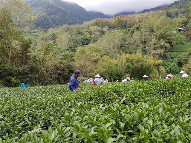 茶製品-茶 產品圖片（產品編號 554834）