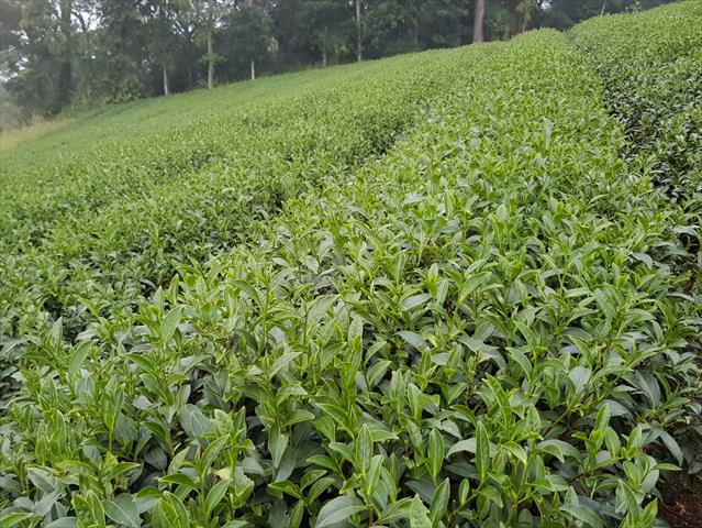 茶製品-茶 產品圖片（圖片編號 757123）
