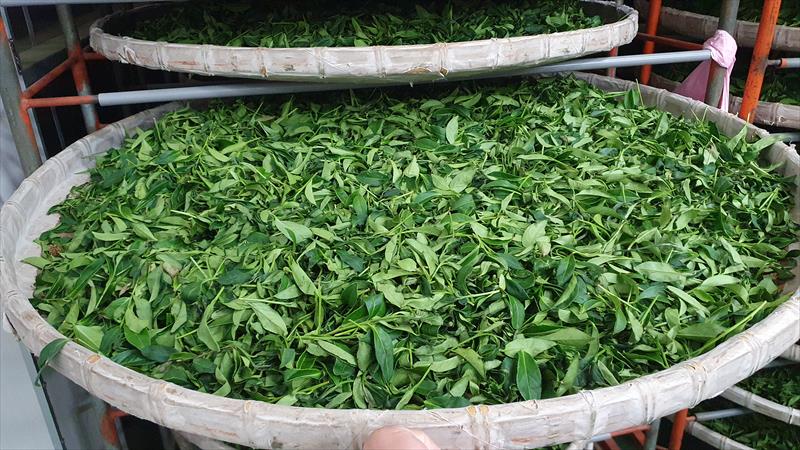 茶製品-茶 產品圖片（圖片編號 757225）
