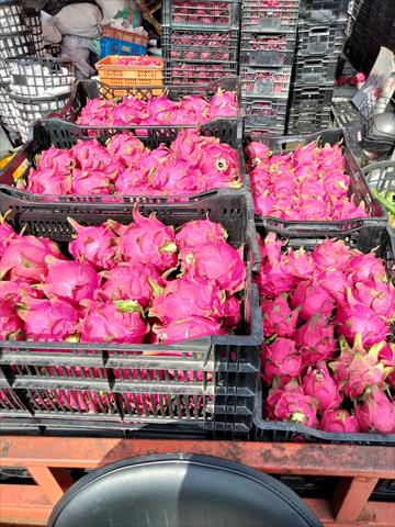 紅龍果 產品圖片（產品編號 553944）