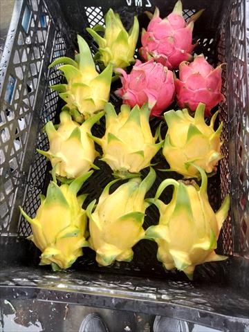 紅龍果 產品圖片（圖片編號 757575）