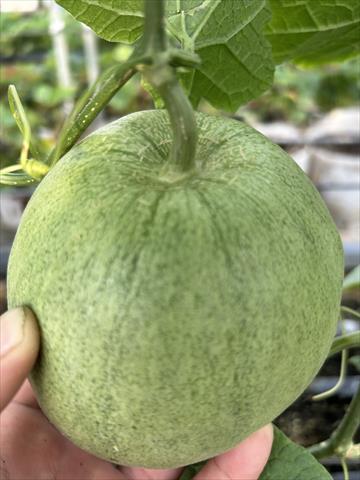 香瓜(美濃瓜) 產品圖片（圖片編號 758471）