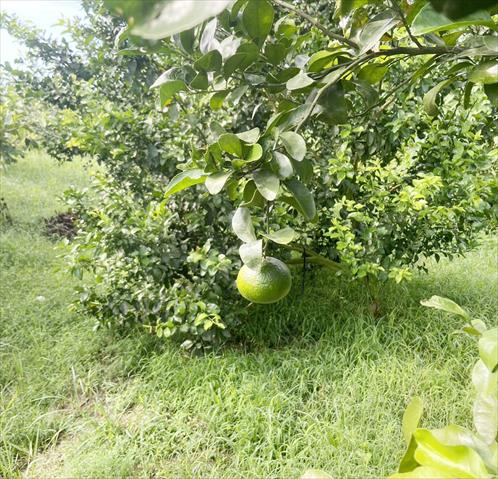 砂糖橘 產品圖片（產品編號 467512）