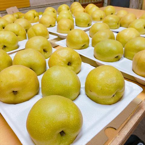 梨 產品圖片（圖片編號 761364）