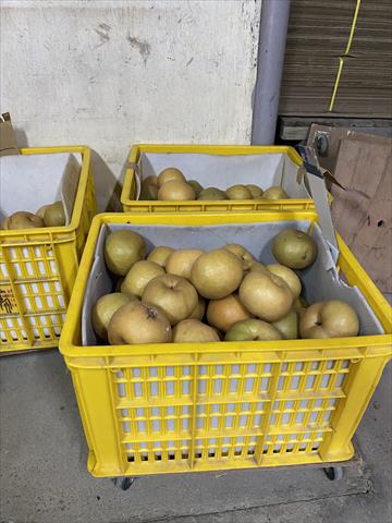 梨 產品圖片（圖片編號 761365）