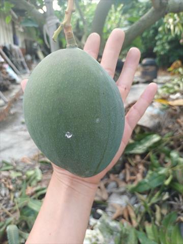 芒果 產品圖片（圖片編號 765627）