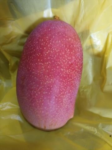芒果 產品圖片（產品編號 560470）