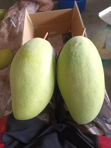 芒果 產品圖片（圖片編號 765630）