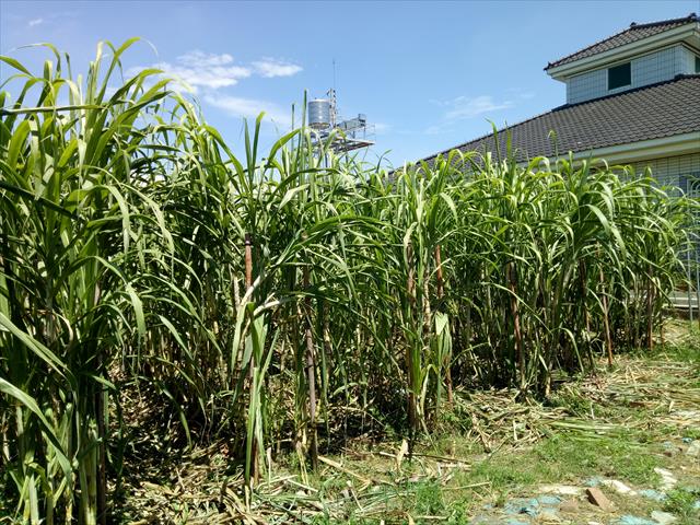 甘蔗 產品圖片（產品編號 563797）