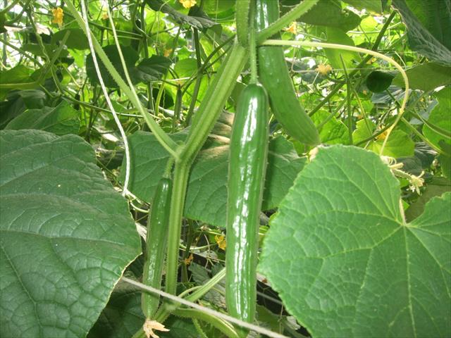 小黃瓜(花胡瓜) 產品圖片（圖片編號 768827）