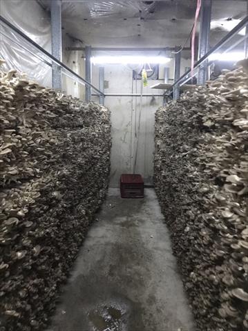 秀珍菇 產品圖片（圖片編號 769211）