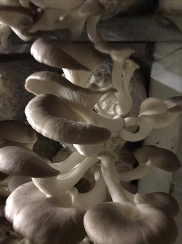 秀珍菇 產品圖片（產品編號 564382）
