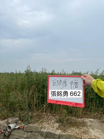 硬質玉米 產品圖片（產品編號 565729）