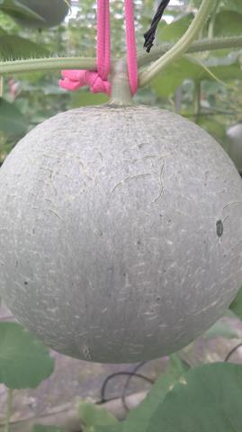 洋香瓜(哈蜜瓜) 產品圖片（圖片編號 775710）