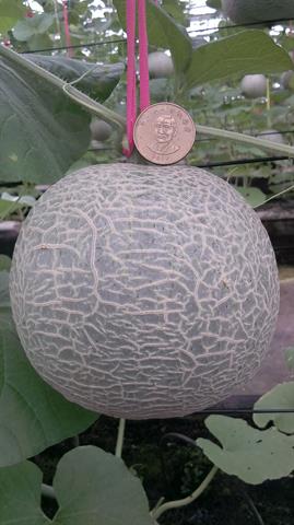 洋香瓜(哈蜜瓜) 產品圖片（產品編號 569491）