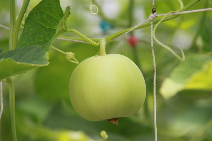 香瓜(美濃瓜) 產品圖片（圖片編號 775714）