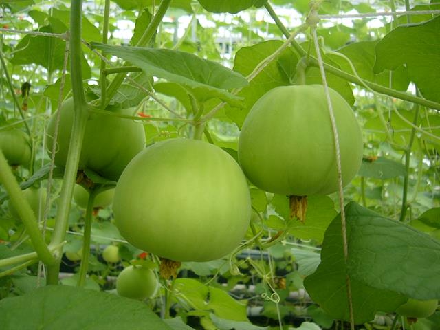 香瓜(美濃瓜) 產品圖片（圖片編號 775715）