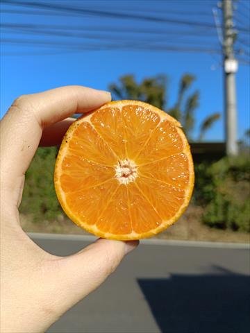 桶柑 產品圖片（產品編號 439164）