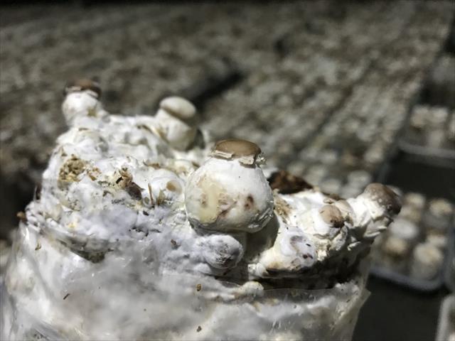 香菇 產品圖片（產品編號 571481）