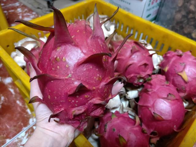 紅龍果 產品圖片（產品編號 571484）