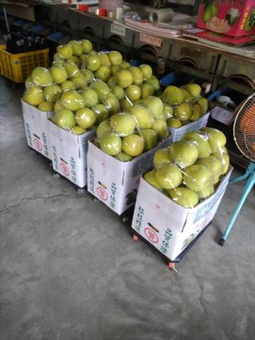 文旦柚 產品圖片（產品編號 574030）