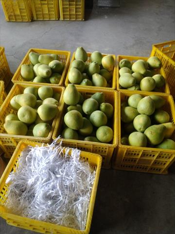 文旦柚 產品圖片（圖片編號 779498）