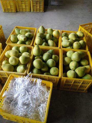 文旦柚 產品圖片（圖片編號 779499）