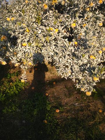 茂谷柑 產品圖片（圖片編號 779501）