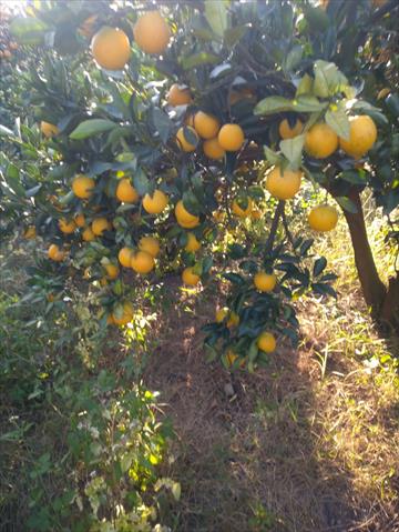 柳橙 產品圖片（圖片編號 779504）