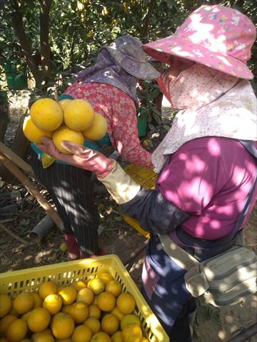 柳橙 產品圖片（圖片編號 779507）
