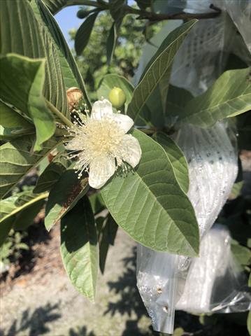 番石榴(芭樂) 產品圖片（產品編號 478209）