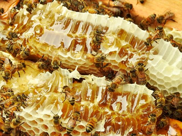 蜂產品-蜂蜜 產品圖片（圖片編號 780183）