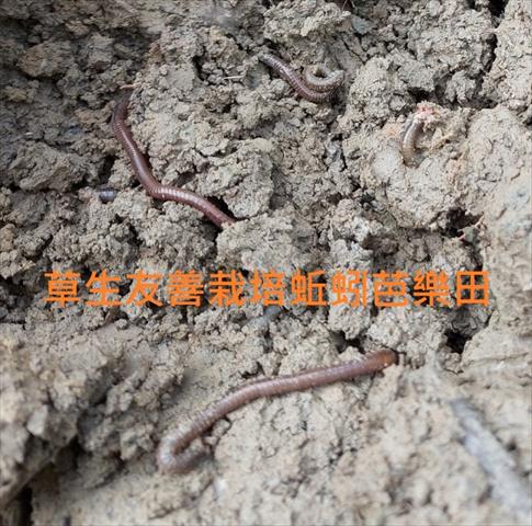 番石榴(芭樂) 產品圖片（圖片編號 783984）