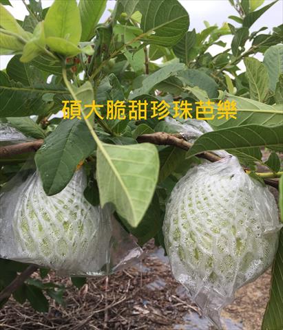 番石榴(芭樂) 產品圖片（產品編號 560405）